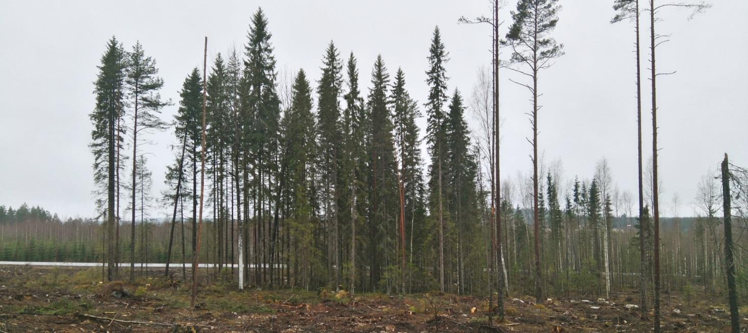2.1 ELY:n rajaukset Keuruulla Keski-Suomen ELY-keskus on vuosina 2005 2016 tehnyt Keuruulle yhteensä 43 luonnonsuojelulain 72a :n mukaista päätöstä liito-oravan lisääntymis- ja levähdyspaikan