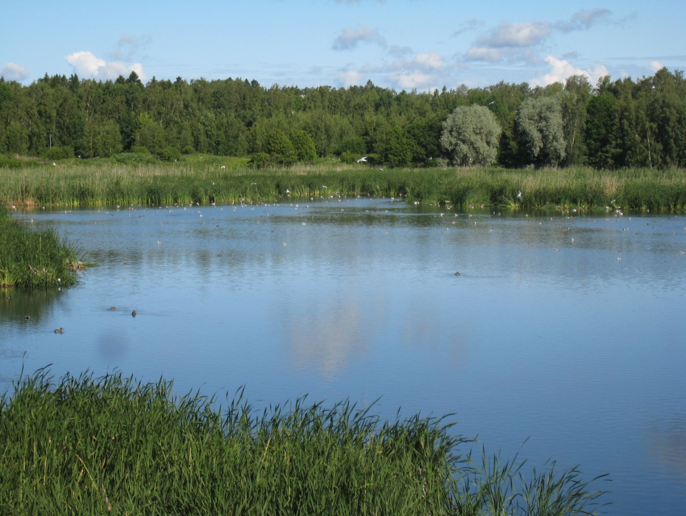 Suomenojan lintualue Selvitys Suomenojan lintualueen suojelun