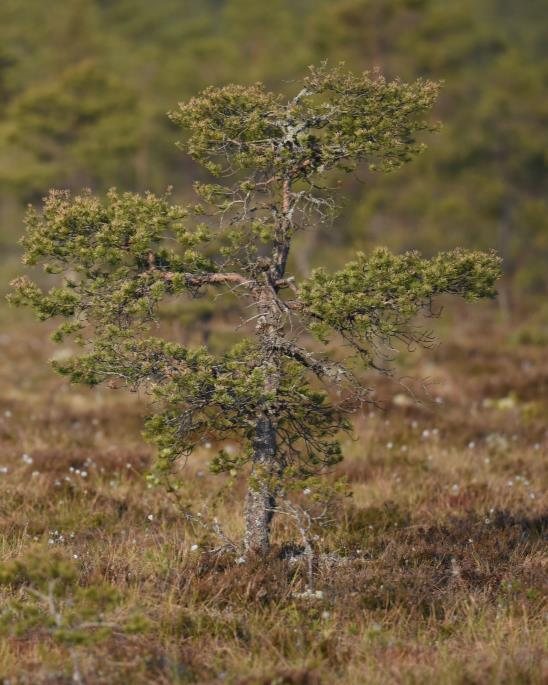 EKOLOGINEN KOMPENSAATIO MEKANISMIT Suora kompensaatio haitan aiheuttaja luo luontoarvoiltaan vastaavan tai suuremman alueen vastaavuusperiaate, like for like vs.