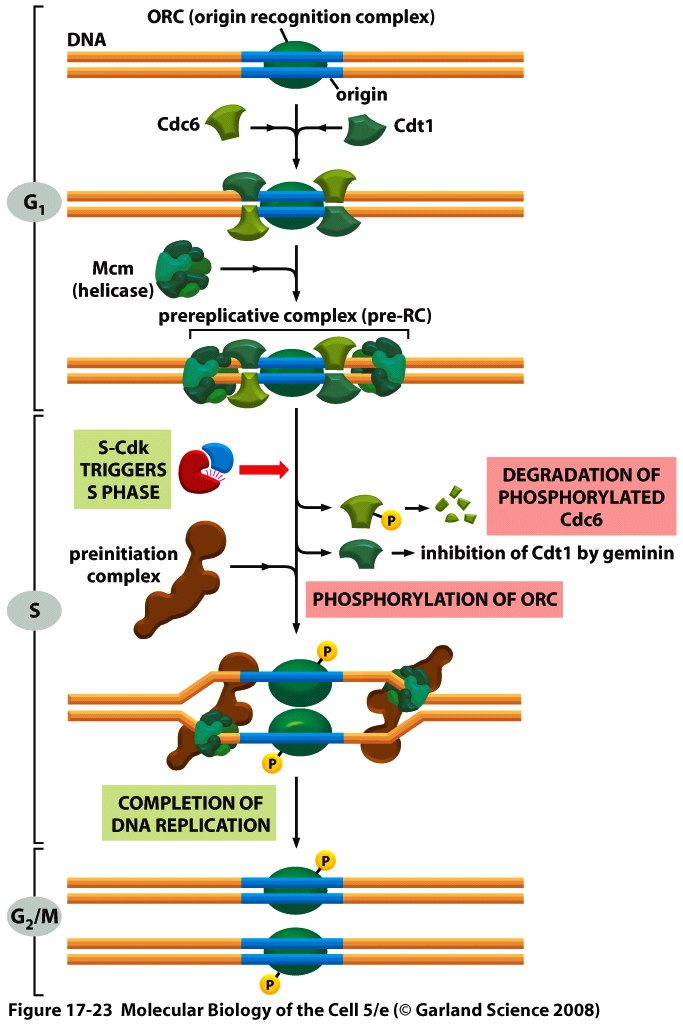 CELL kappale 5