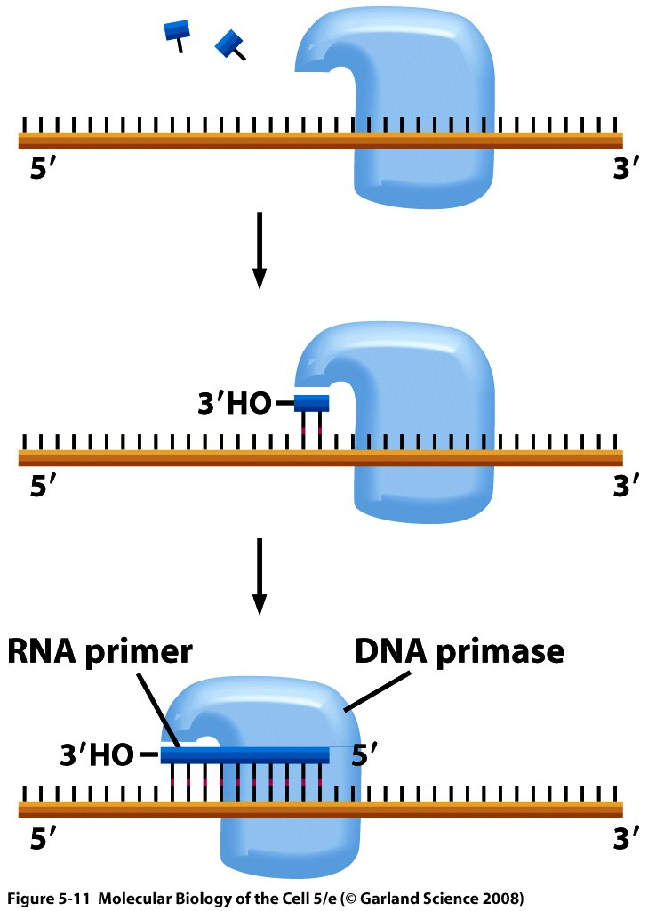 Primaasi laittaa alukkeeksi pätkän RNAta, josta DNApolymeraasi voi aloittaa synteesin Ilmiö "primer" toistuu