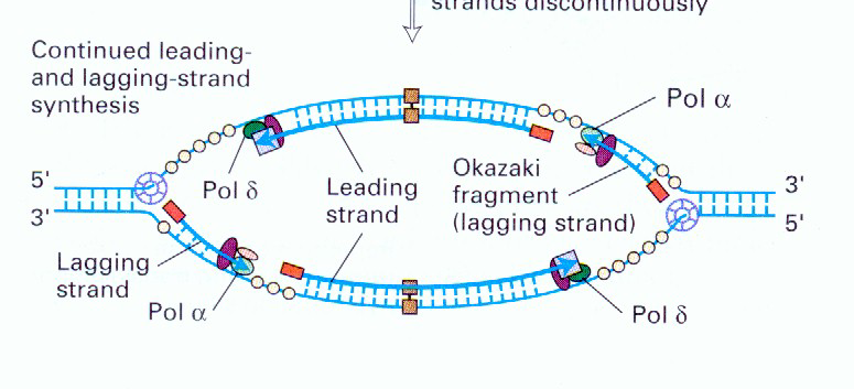 Jotta tämä lagging-strand juoste saataisiin vielä lopulliseen kuntoon, täytyy RNA-primerit poistaa (RNAasi) ja korvata