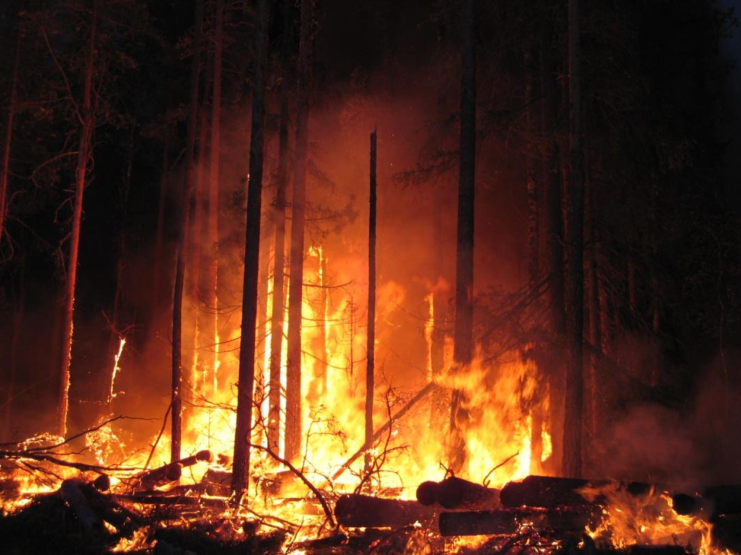 Esimerkkejä, palokäytävä, voi tehdä lievemminkin Kakonsalo 2009 Leveä palokäytävä mäen laella Runsaasti puustoa Hidas ja hankala polttaa Vaihtoehtoja: Puu pois -> järeä puu vähenee Ei palokäytävää