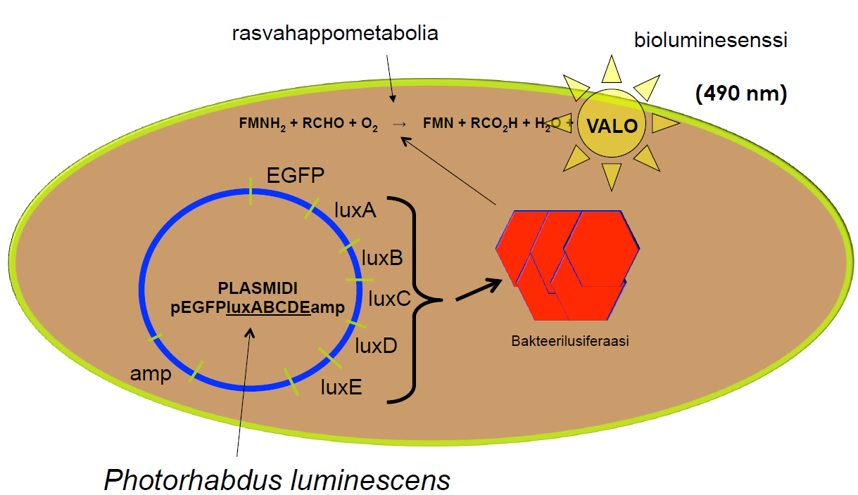 E. coli-lux -