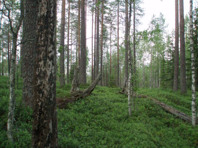 luonnonsuojeluliitto ja WWF vuonna 2012 julkaistussa Kansallisomaisuus turvaansuojeluesityksessä.