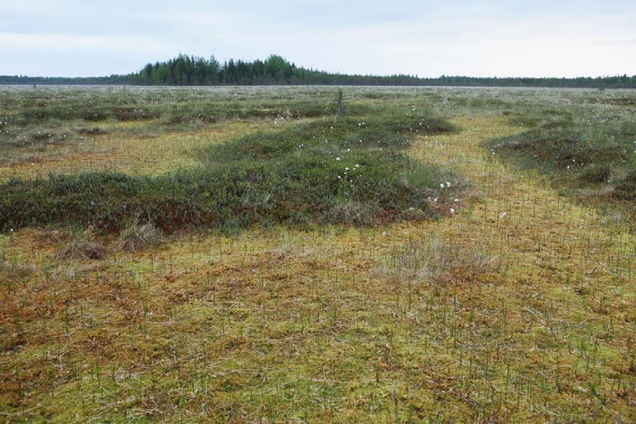 Näkymä Hankilannevan keskiosien