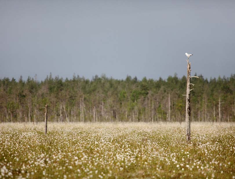 Kuvia Hankilannevalta 22.6.2016 klo 2.45 9.