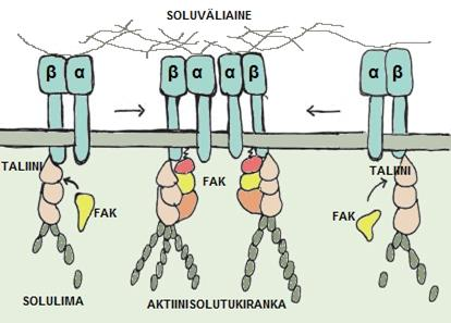 12 Integriinit eroavat solupinnan liukoisten signaalimolekyylien reseptoreista mm.