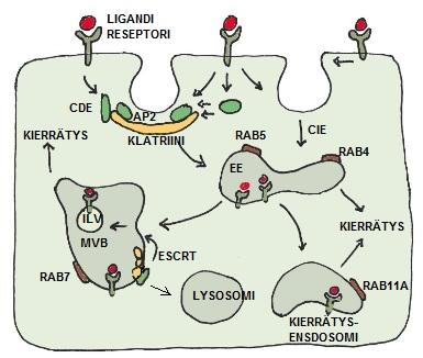 20 proteiini sijoittuu tietyn tyyppiseen endosomiin ja värvää muita toiminnallisia proteiineja (kuva 3).