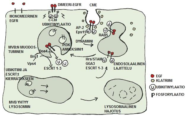 27 tä monomeeriseen EGFR:iin (ks. yleiskatsaus Kirisits ym., 2007). Tapahtumasta seuraa reseptorin dimerisaatio ja autofosforylaatio.