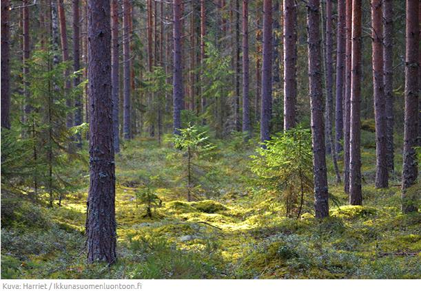 LUONNONHUUHTOUMA Tietoa luonnonhuuhtoumasta tarvitaan ihmisen aiheuttaman kuormituksen arvioimiseksi Erityisesti metsätalous Luonnonhuuhtoumaan vaikuttavat mm.