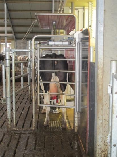 Lehmän hyvinvionti lypsyssä Lely model A2 pieni tila ja takalaatta utareen paikantamiseksi A3 isompi tila ja painokenno utareen paikantamiseksi A4
