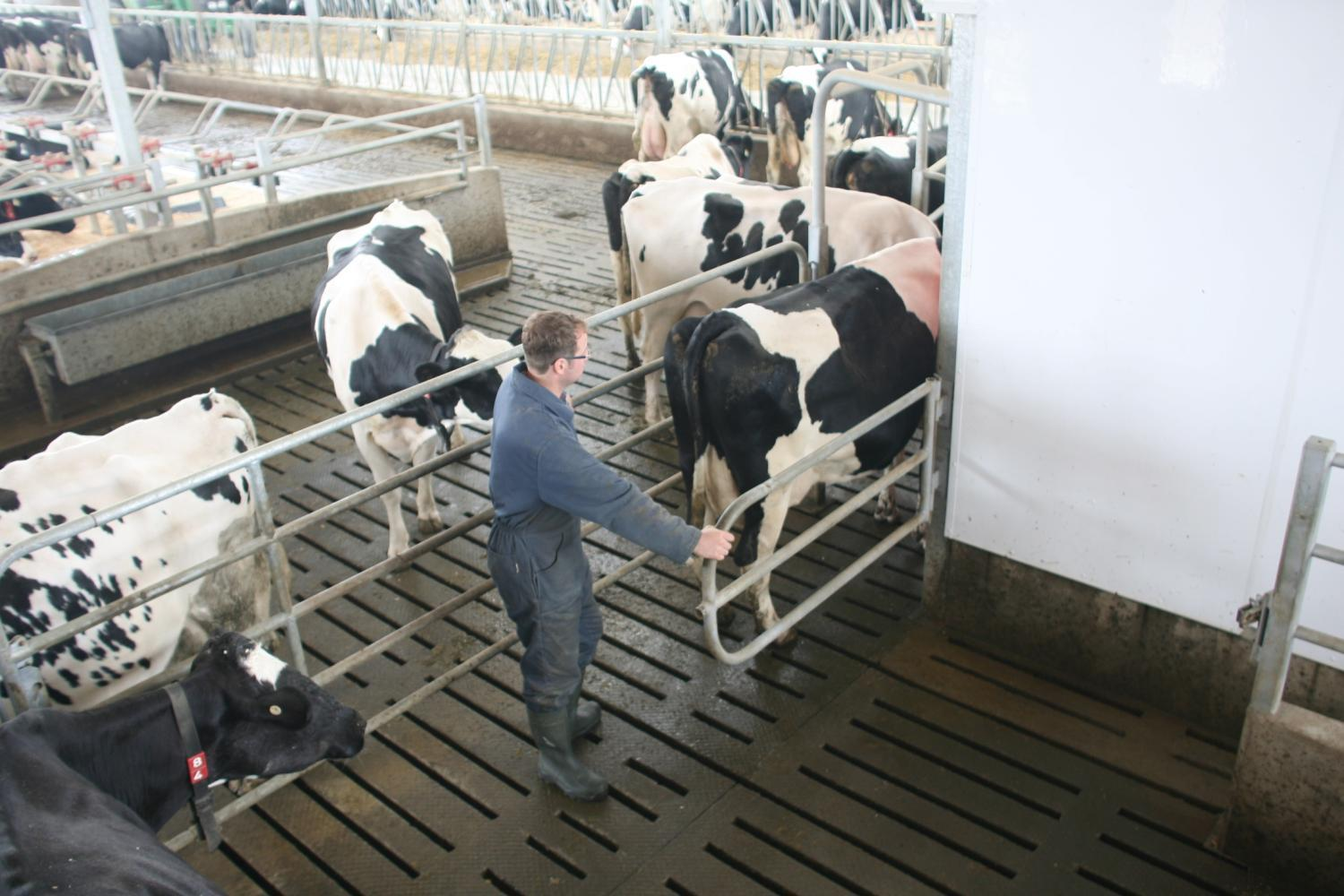 Vapaaehtoisen lypsyn opetus 1- työnnä lehmä sisään 2- kiinnitä portti