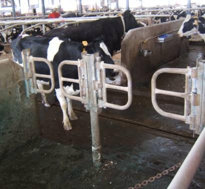 Opeta lehmät ja hiehot käyttämään yhteen suuntaan avautuvia portteja - 2 paneelinen