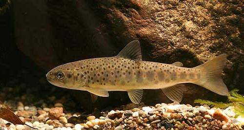 Kasvatusympäristön vaikutus loisintaan Virikealtaissa vähemmän loisittuja kaloja