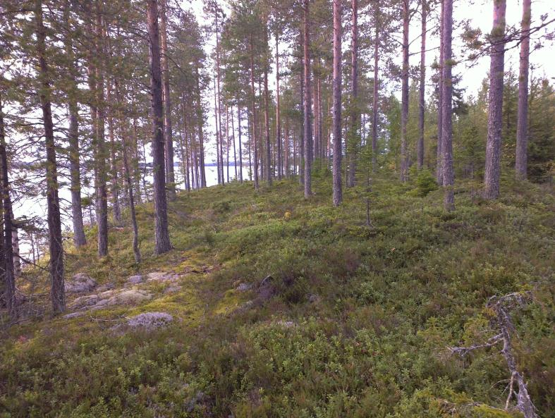 4 Inventointi keskittyi Ylä- ja Ala-Ruokonen järvien ranta-alueille. Kaikki uudet RA-alueet tarkastettiin sekä myös rantamaastoja niiden välillä.