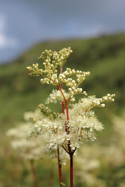 Mesiangervo Esimerkkinä Mesiangervoa (filipendula ulmaria) sisältävä voide Mesiangervo sisältää salisyylihappoa.