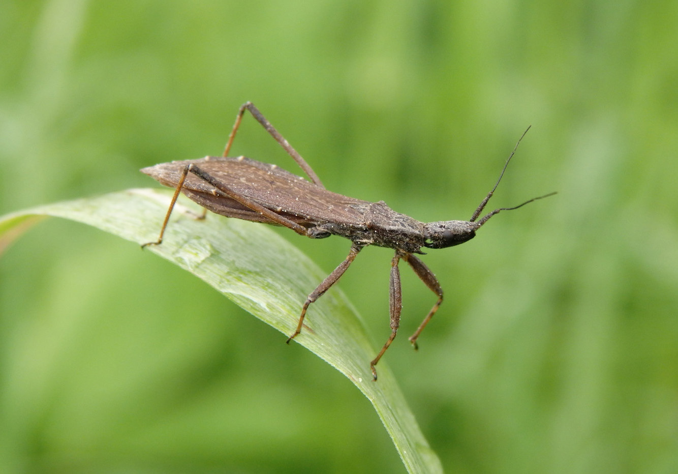 14 Sahlbergia 22.2 (2016), 12-14 quite recent, from year 2001 (Spungis 2005). A possible explanation for the small number of the records is the rather cryptic way of life of P. bidentata.