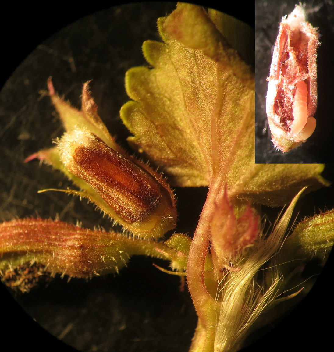 18 Sahlbergia 22.2 (2016), 18-19 First Fennoscandian record of the gall midge Janetiella glechomae Tavares, 1930 (Diptera: Cecidomyiidae) Ha