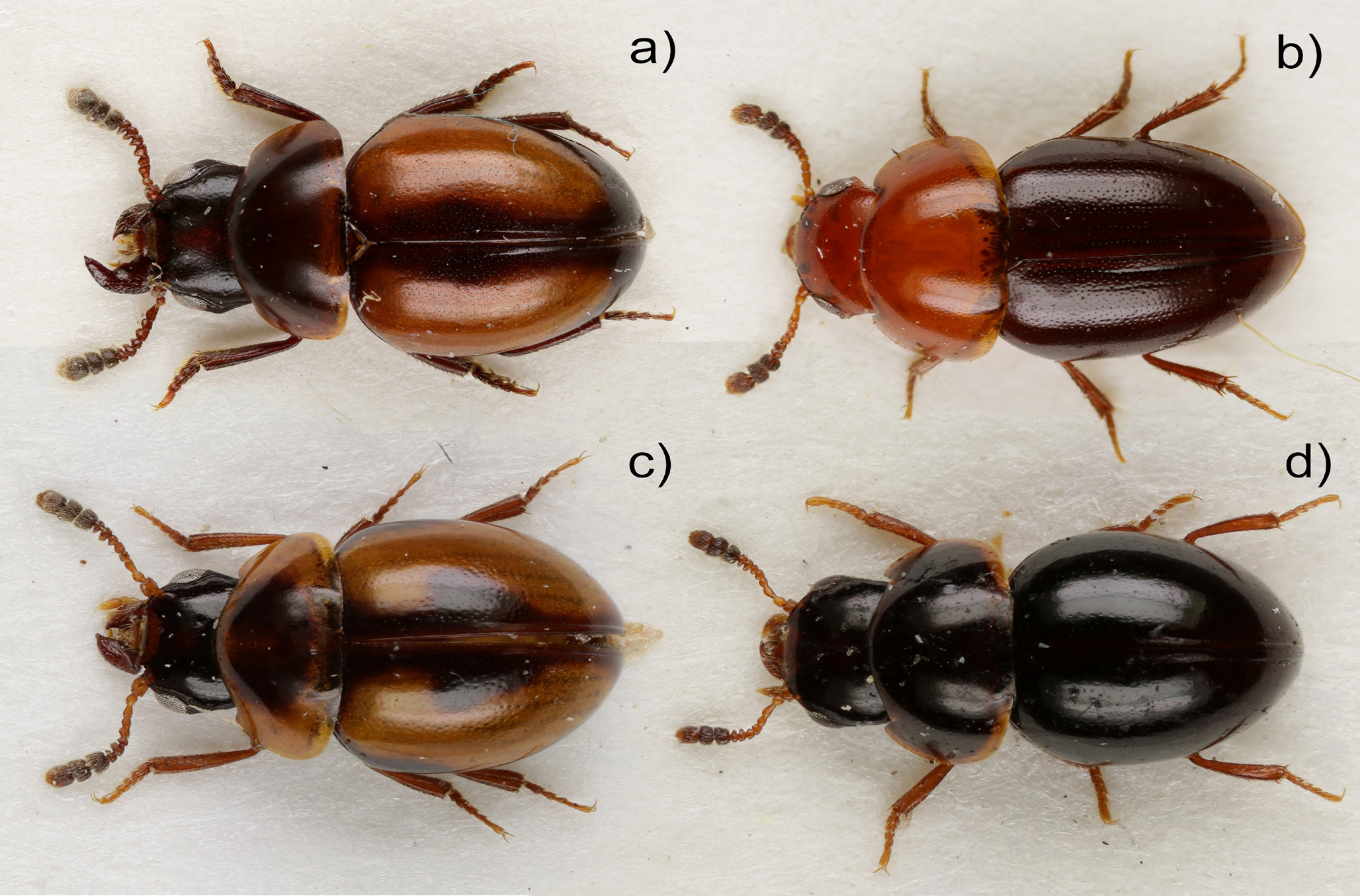 Sahlbergia 22.2 (2016), 2-11 3 Kuva 2. Agathidium-lajeja: a) A. discoideum Er.; b) A. nigripenne (Fabr.); c) A. pulchellum Wank.; d) A. rotundatum (Gyll.). Fig. 2. Agathidium species: a) A.