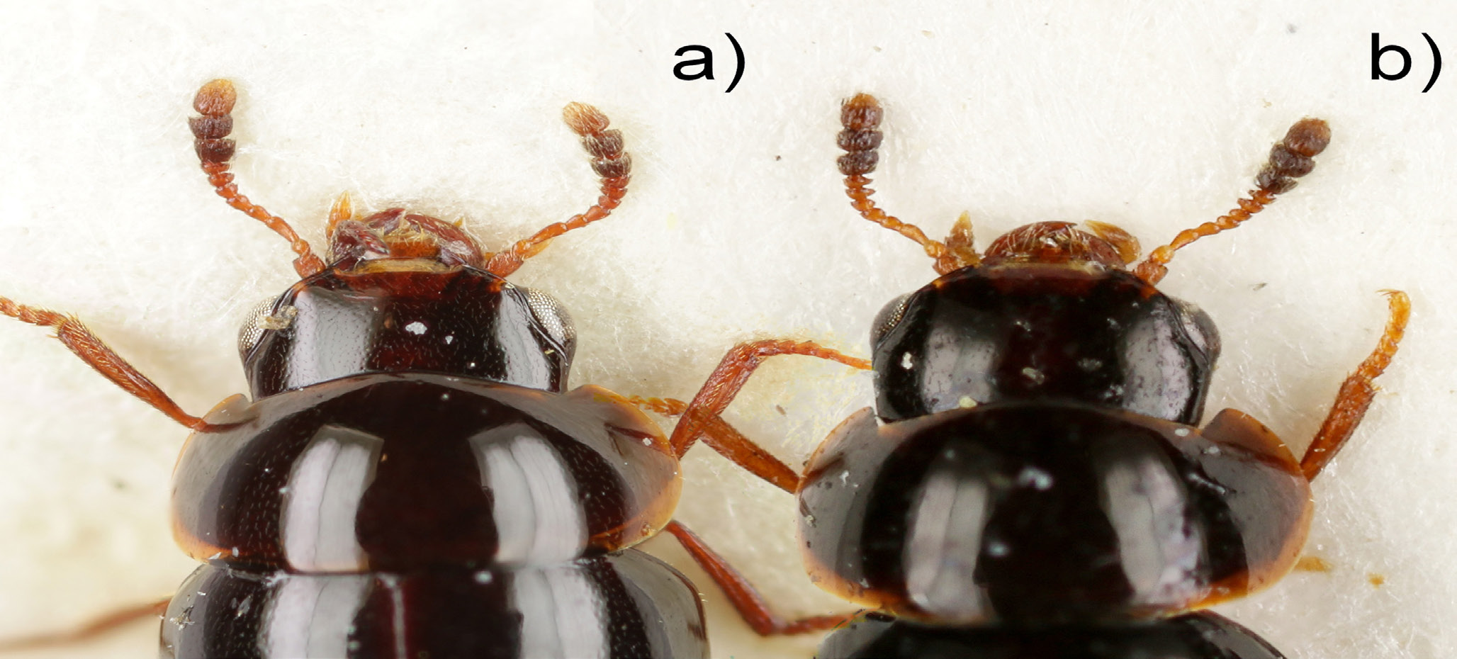 Sahlbergia 22.2 (2016), 2-11 Kuva 3. Agathidium- naaraiden spermatekat: a) A. atrum (Payk.); b) A. seminulum (Linn.); c) A. marginatum Sturm; d) A. mandibulare Sturm; e) A. rotundatum (Gyll.); f) A.