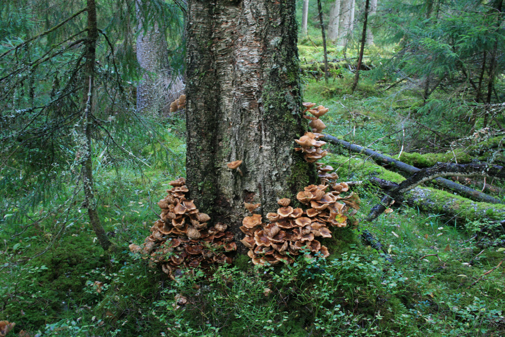 8 Sahlbergia 22.2 (2016), 2-11 16. Yläpinnan mikroskulptuuri puuttuu, kookas kiiltävän musta laji, tuntosarvet kellanpunaiset. Naaraan nilkkajaokkeita 5-4-4. Pituus 2.5 4.3 mm. Spermateka kuva 3a.