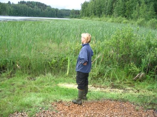 Järvi voi kestää kuormitusta varsin pitkään ilman suuria muutoksia, mutta kun puskurimekanismit pettävät, veden laatu muuttuu nopeasti Kok. = 70 50 µg/l?