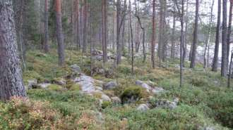 PIELISEN RANTAOSAYLEISKAAVAN MUUTOS Suunnittelu Haltilahti 12 Kuva 9. Alemman RA rakennuspaikan lohkareista maastoa. Tilan 4-93 pohjoisosassa on yleiskaavaan merkitty kaksi RA rakennuspaikkaa.