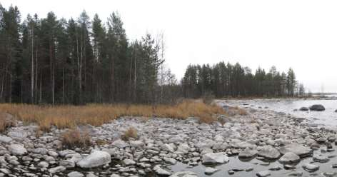Alueella on muutamia muita vanhempia maisemapuita kuusi-mäntysekametsän keskellä ja rannalla.