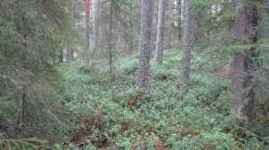 Rakennuspaikkaa on syytä muotoilla siten, että kolmannelle rakennuspaikalle on mahdollista rakentaa sauna ja uimaranta erisuuntaan kuin siirrettävällä rakennuspaikalla häiriön vähentämiseksi.