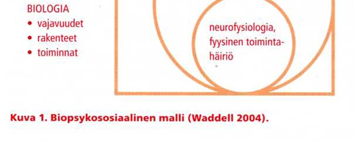 Passiivinen järjestelmä sisältää kaikki luu- ja nivelrakenteet sekä ligamentit.