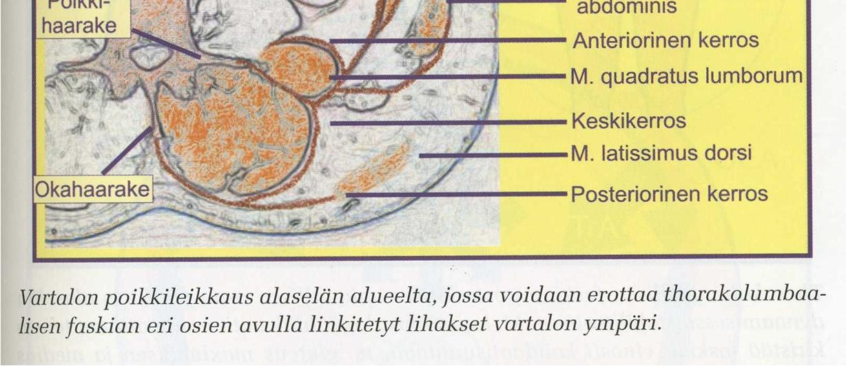 Olennaisia lihaksia keskivartalon stabiloinnin säätelyssä ovat thoracolumbaarisen fascian stabiloivaan vaikutukseen sekä vatsasisäisen paineen säätelyyn osallistuvat lihakset.