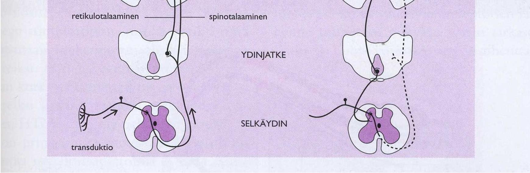 Kipuviesti leviää aivoissa monelle eri alueelle, mm.