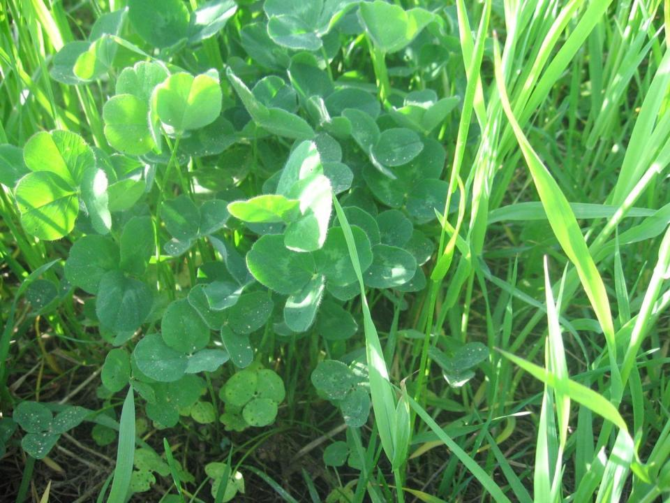 Muita toimintakonsepteja nurmea hyödyntävälle biokaasulaitokselle. LUOMUBIOKAASU? Luomuviljelyssä viherkesanto olennainen osa viljelykiertoa.