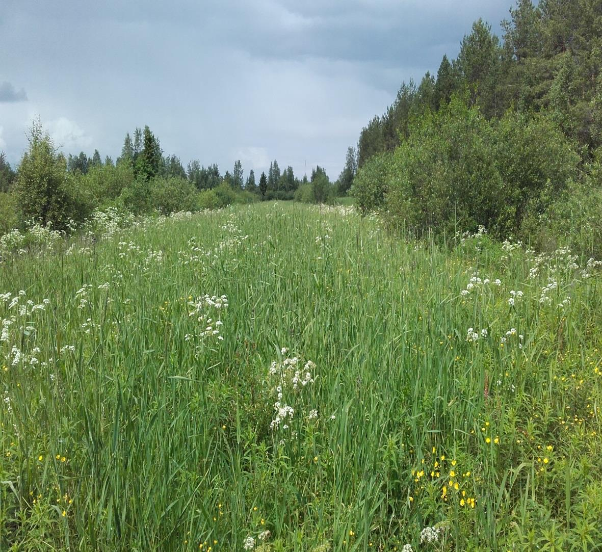 Lohkon tilanne valvontahetkellä: Nurmikasvusto (jossa jonkun verran rikkakasvia)