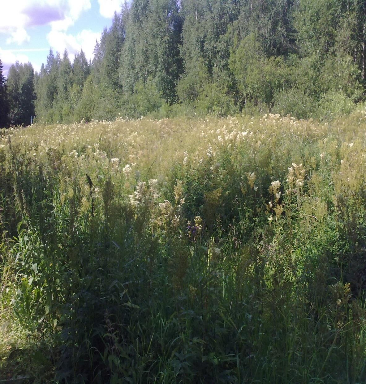 Lohkon tilanne valvontahetkellä: Täysin rikkaruohoinen nurmi (jossa ei kylvönurmea) Ilmoitettu Valvonnassa Nurmi Ei kelpaa Todetaan kesanto + täydentävien ehtojen seuraamus (kasvusto pelkkää