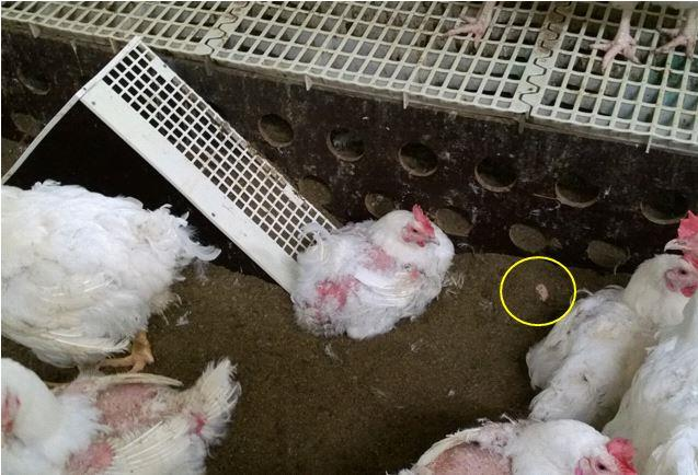 34 4.1.2016 Kanat makaavat ramppien vieressä. Luultavasti jotkut kanat munivat tai tekivät pesiä rampin vieressä.