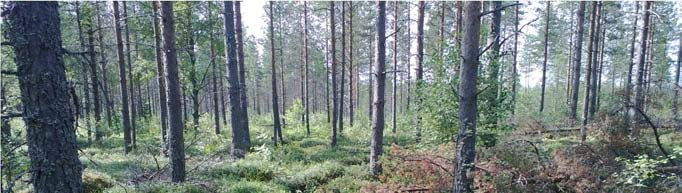 TOHOLAMPI-LESTIJÄRVEN TUULIPUISTO, YMPÄRISTÖVAIKUTUSTEN ARVIOINTIOHJELMA 26 kylien yhteyteen Lestijokivarteen. Alueella on tiheä metsäautoteiden verkosto.