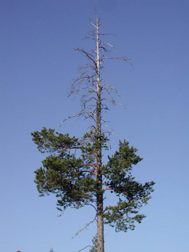 22 kuitenkin löytyvät puiden alaoksilta tai alhaalta rungosta. (Kurkela 1994, 241; Väkevä ym. 2000; Kasanen 2009, 116.) Kuvio 1.