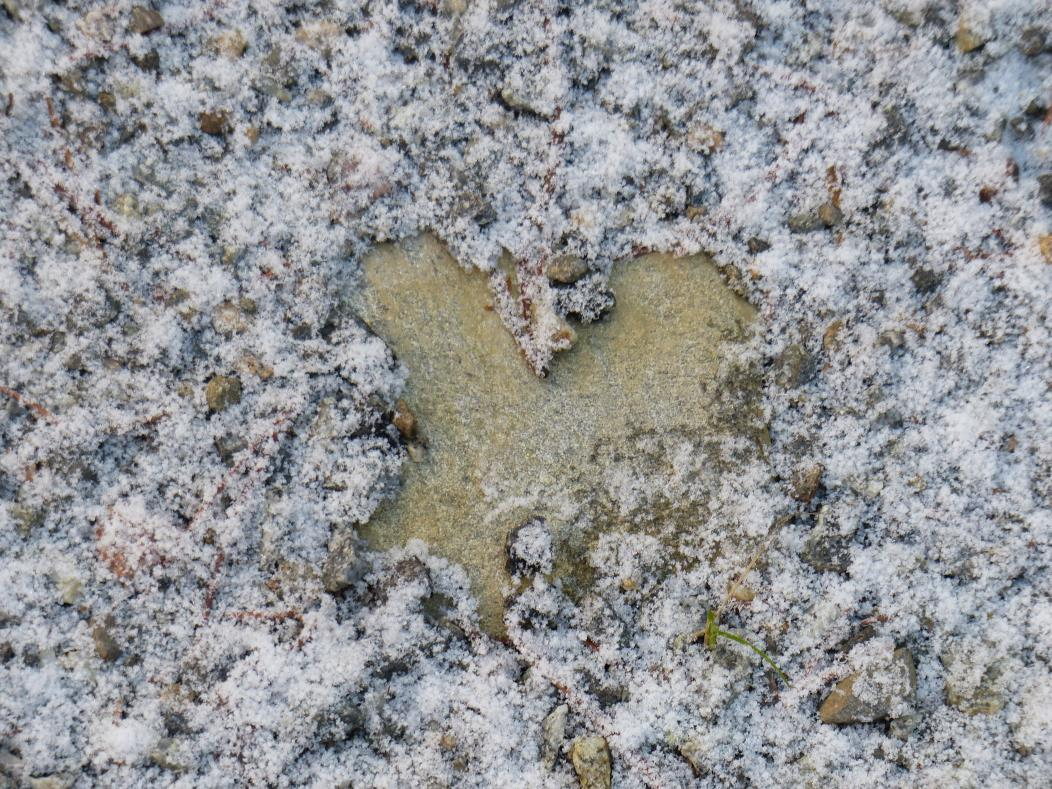 Biolääketieteen käsitys plasebosta rajaa