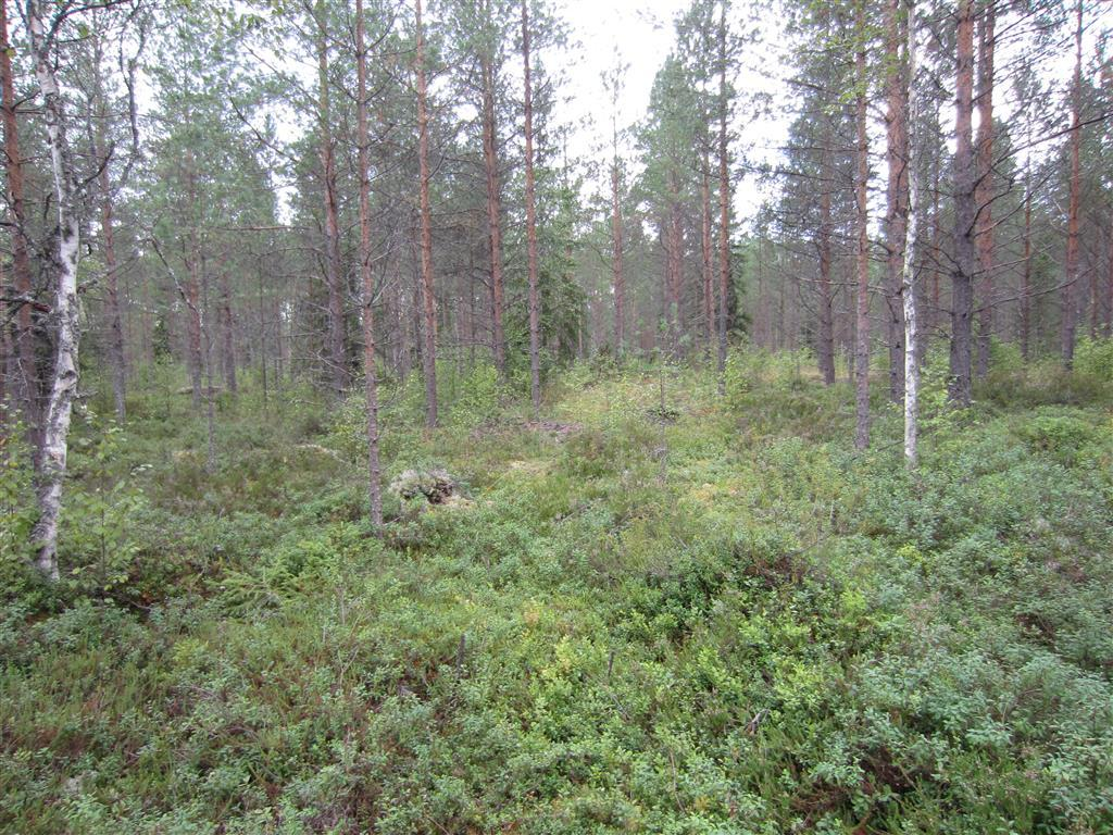 9 Kuva 2-8. Voimalapaikan 10 nuorta kuivahkoa mäntykangasta. Tuulivoimala 11 Suunniteltu voimalanpaikka sijaitsee jäkäläisessä kalliometsässä.