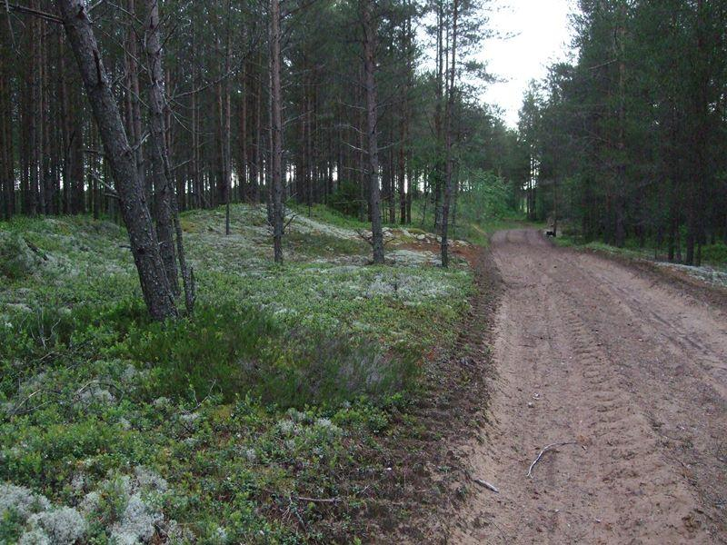 11 Kuva 2-10. Voimalapaikan 19 välittömässä läheisyydessä olevia vanhoja hiekkaisia rantadyynejä. Puusto on keski-ikäistä mäntyä.