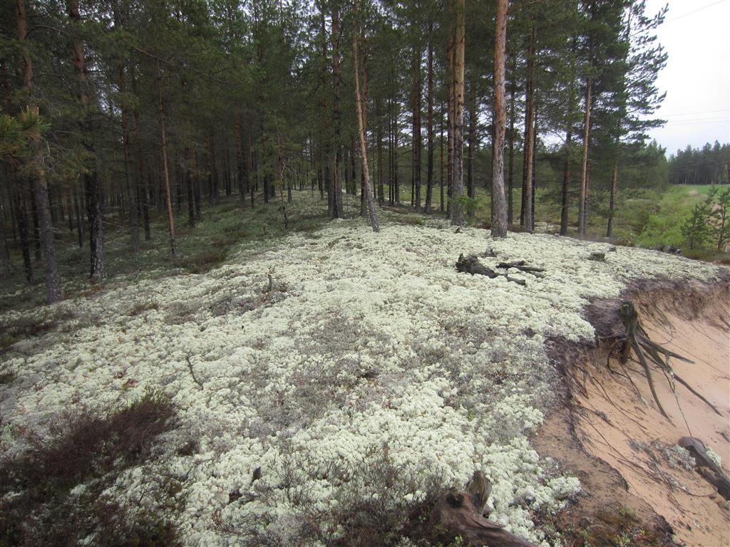 Tie voimalapaikalle kulkee rämemuuttuman ja kankaiden poikki.