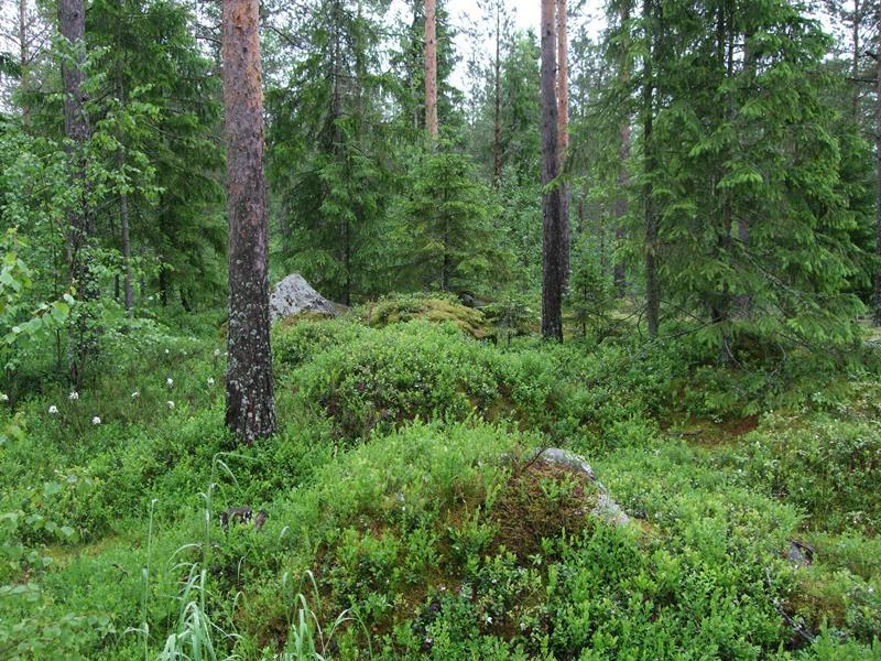 Tuulivoimala 1 (VE1, VE2) Suunniteltu voimalanpaikka sijaitsee keski-ikäisellä mäntypuustoisella tuoreella kankaalla (VMT). Männyn seassa kasvaa runsaasti koivutaimea ja muutamia kuusia.