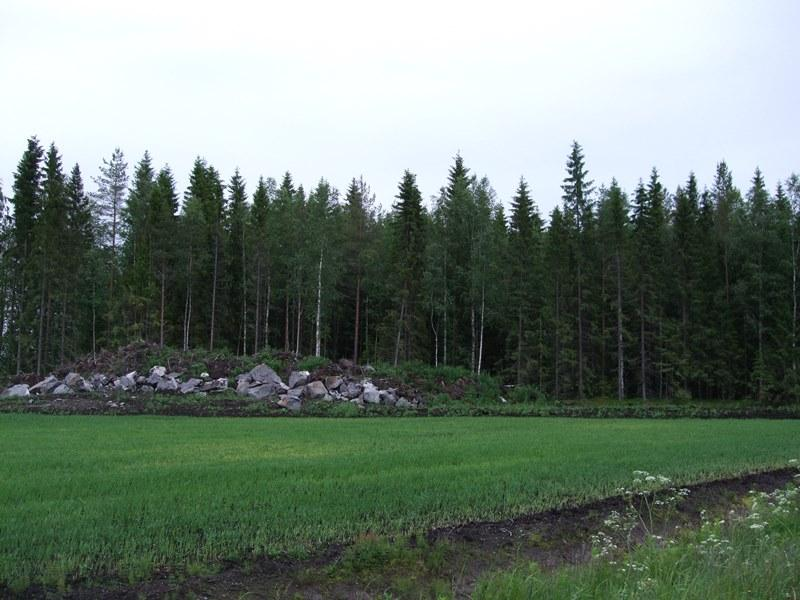 Voimalalle suunniteltu tie kulkee pellon kautta. 6 Kuva 2-3. Voimalan 3 alueella on nuorta kangasmetsää. Tuulivoimala 4 (VE1, VE2) Suunniteltu voimalanpaikka sijaitsee uudella pellolla.