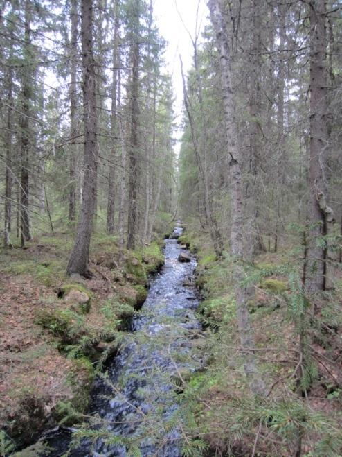 9 heäkasvuinen kuusikko, joka ilmentää osin tuoreen kankaan metsälauhamustikkatyyppiä (DeMT) ja osin puolukkaturvekangasta (Ptkg).