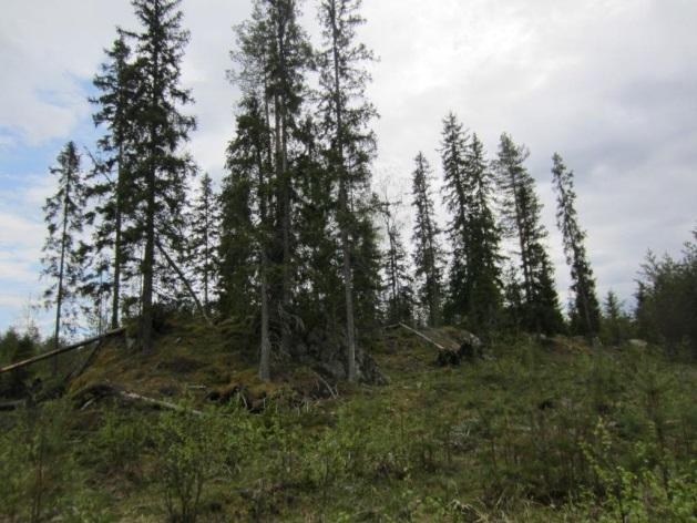 Voimalapaikka 1 sijaitsee avoimella uudistusalallla. Voimalapaikan läheisyydessä noin 200 metriä kaakkoon sijaitsee Metsäkeskuksen rajaama metsälain mukainen kalliokohde (Kuva 2-5).