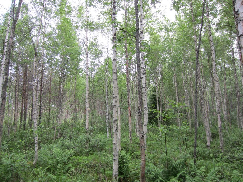Tuulivoimala 2 Polusjärven tuulipuiston luontoselvitys 10 Suunniteltu voimalanpaikka on koivuvaltaista nuorta kasvatusmetsää (Kuva 2-6). Pohjakerros on korkearuohoinen, lajistossa esiintyy mm.