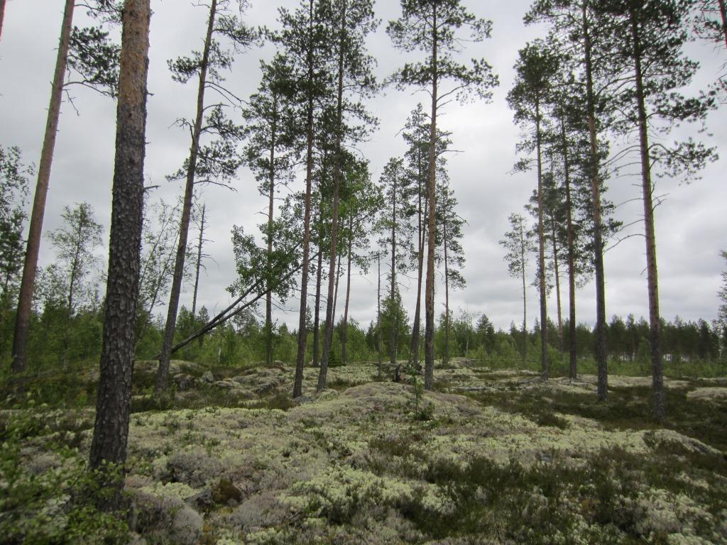 Voimalalle suunniteltua uutta tielinjausta on noin 700 metriä ja se kulkee ojitettujen mustikka (Mtkg)- ja puolukkaturvekankaan sekä mäntyvaltaisen kuivahkon (EVT) kankaan poikki. Kuva 2-6.
