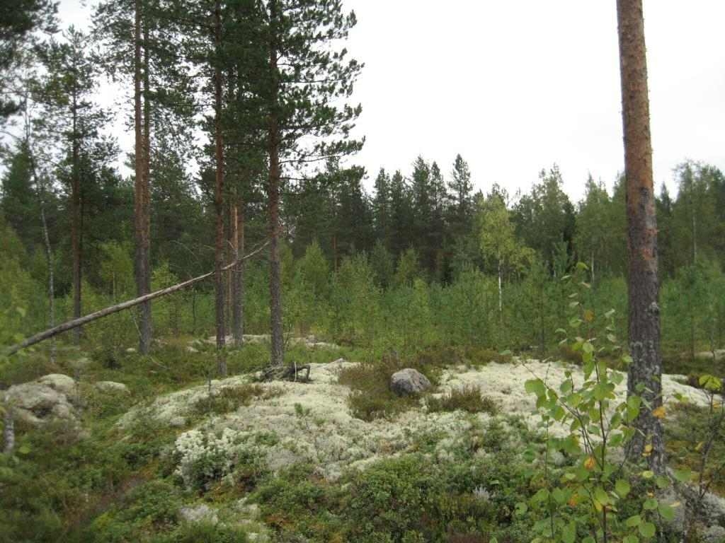 Tuulivoimala 3 Polusjärven tuulipuiston luontoselvitys 11 Suunniteltu voimalanpaikka sijaitsee mäntytaimikon reunalla.